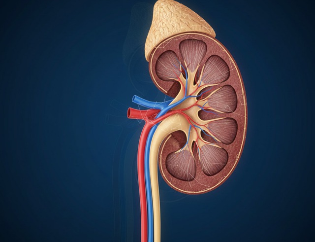 Lo lắng bệnh thận: C&aacute;c nh&agrave; khoa học t&igrave;m ra c&aacute;ch ăn cực hay - Ảnh 1.