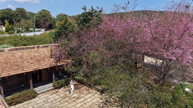 Mai anh đào nở rộ, 'nhuộm hồng' Đà Lạt trước Tết Bính Ngọ- Ảnh 9. Mai anh đào nở rộ, 'nhuộm hồng' Đà Lạt trước Tết Bính Ngọ- Ảnh 9.