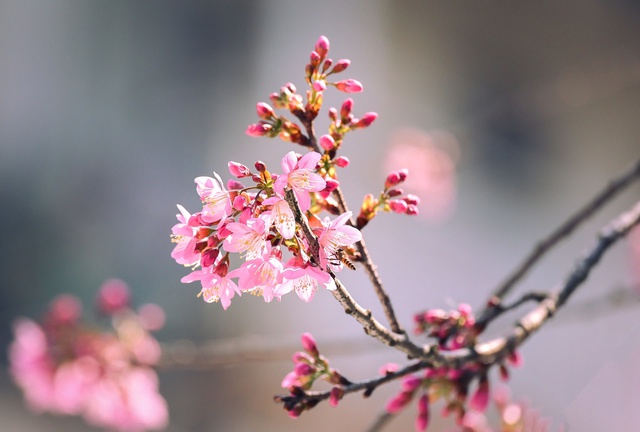 Mai anh đào nở rộ, 'nhuộm hồng' Đà Lạt trước Tết Bính Ngọ- Ảnh 4. Mai anh đào nở rộ, 'nhuộm hồng' Đà Lạt trước Tết Bính Ngọ- Ảnh 4.