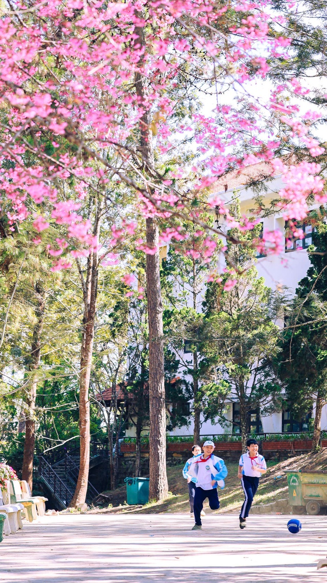 Mai anh đào nở rộ, 'nhuộm hồng' Đà Lạt trước Tết Bính Ngọ- Ảnh 13. Mai anh đào nở rộ, 'nhuộm hồng' Đà Lạt trước Tết Bính Ngọ- Ảnh 13.