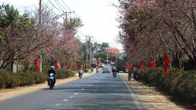 Mai anh đào nở rộ, 'nhuộm hồng' Đà Lạt trước Tết Bính Ngọ- Ảnh 12. Mai anh đào nở rộ, 'nhuộm hồng' Đà Lạt trước Tết Bính Ngọ- Ảnh 12.
