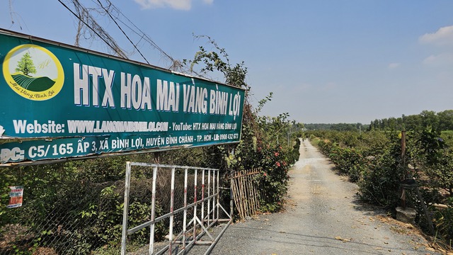Kỹ nghệ xuống l&aacute; mai v&agrave;ng gi&uacute;p hoa nở đều ở l&agrave;ng mai v&agrave;ng B&igrave;nh Lợi - Ảnh 6.