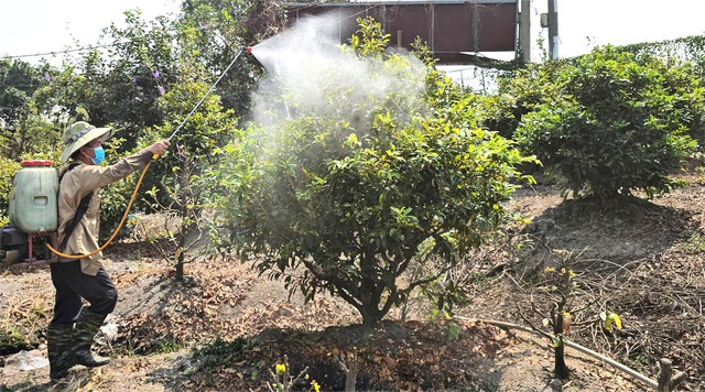 Kỹ nghệ xuống l&aacute; mai v&agrave;ng gi&uacute;p hoa nở đều ở l&agrave;ng mai v&agrave;ng B&igrave;nh Lợi - Ảnh 3.