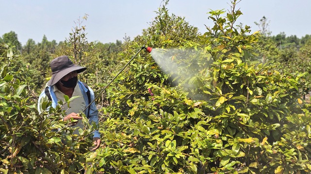 Kỹ nghệ xuống l&aacute; mai v&agrave;ng gi&uacute;p hoa nở đều ở l&agrave;ng mai v&agrave;ng B&igrave;nh Lợi - Ảnh 1.