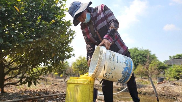 Kỹ nghệ xuống l&aacute; mai v&agrave;ng gi&uacute;p hoa nở đều ở l&agrave;ng mai v&agrave;ng B&igrave;nh Lợi - Ảnh 2.