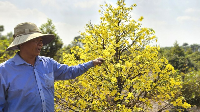 Kỹ nghệ xuống l&aacute; mai v&agrave;ng gi&uacute;p hoa nở đều ở l&agrave;ng mai v&agrave;ng B&igrave;nh Lợi - Ảnh 4.