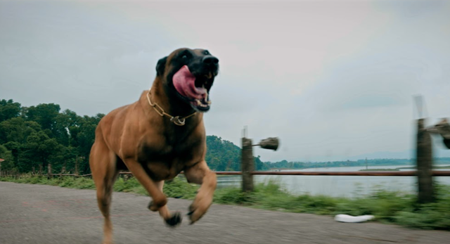 Nhân vật đặc biệt chú chó Coddy trong phim Đồng hồ đếm ngược của Thanh Sơn - Ảnh 3. Nhân vật đặc biệt chú chó Coddy trong phim Đồng hồ đếm ngược của Thanh Sơn - Ảnh 3.