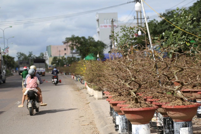 Mai vàng An Nhơn ở Gia Lai tiến ra quốc lộ 1 mong mùa tết bội thu- Ảnh 1. Mai vàng An Nhơn ở Gia Lai tiến ra quốc lộ 1 mong mùa tết bội thu- Ảnh 1.
