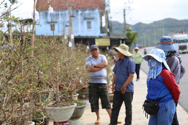 Mai vàng An Nhơn ở Gia Lai tiến ra quốc lộ 1 mong mùa tết bội thu- Ảnh 2. Mai vàng An Nhơn ở Gia Lai tiến ra quốc lộ 1 mong mùa tết bội thu- Ảnh 2.
