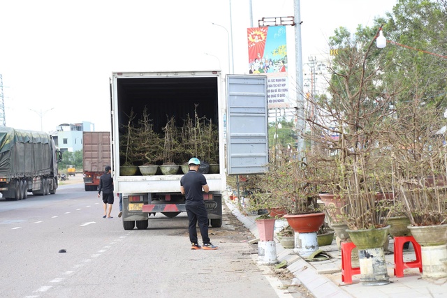 Mai vàng An Nhơn ở Gia Lai tiến ra quốc lộ 1 mong mùa tết bội thu- Ảnh 4. Mai vàng An Nhơn ở Gia Lai tiến ra quốc lộ 1 mong mùa tết bội thu- Ảnh 4.