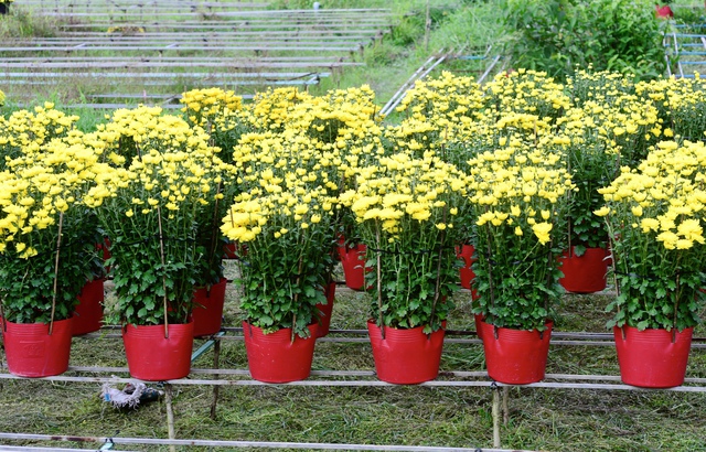 Nông dân Chợ Lách cầu cứu bán hoa tết cúc Hà Lan nở sớm - Ảnh 4. Nông dân Chợ Lách cầu cứu bán hoa tết cúc Hà Lan nở sớm - Ảnh 4.