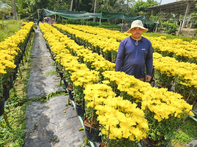 Nông dân Chợ Lách cầu cứu bán hoa tết cúc Hà Lan nở sớm - Ảnh 1. Nông dân Chợ Lách cầu cứu bán hoa tết cúc Hà Lan nở sớm - Ảnh 1.