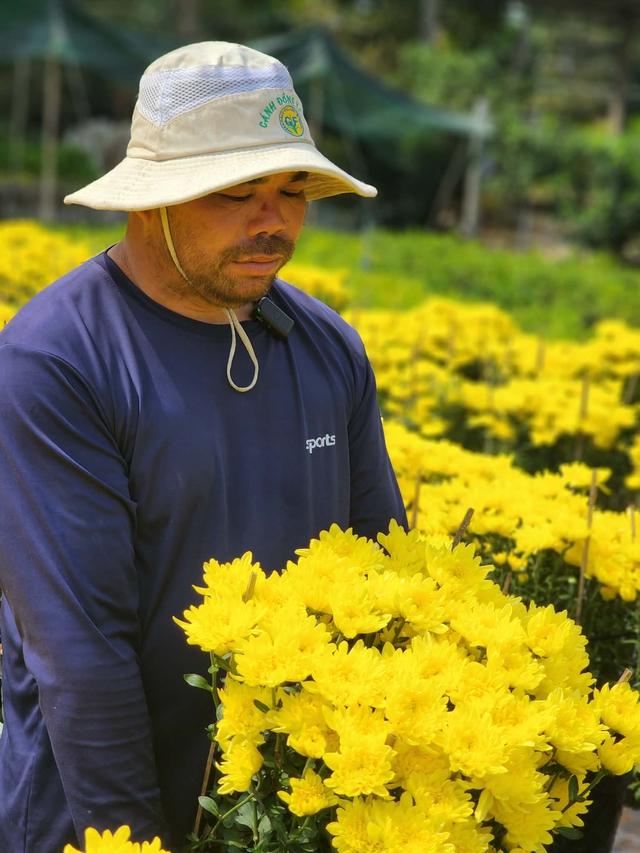 Nông dân Chợ Lách cầu cứu bán hoa tết cúc Hà Lan nở sớm - Ảnh 3. Nông dân Chợ Lách cầu cứu bán hoa tết cúc Hà Lan nở sớm - Ảnh 3.