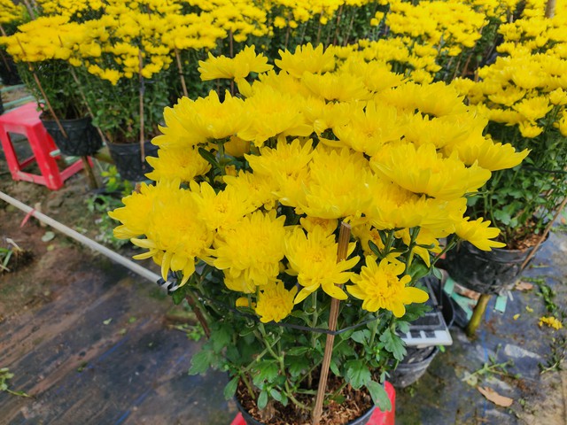 Nông dân Chợ Lách cầu cứu bán hoa tết cúc Hà Lan nở sớm - Ảnh 2. Nông dân Chợ Lách cầu cứu bán hoa tết cúc Hà Lan nở sớm - Ảnh 2.