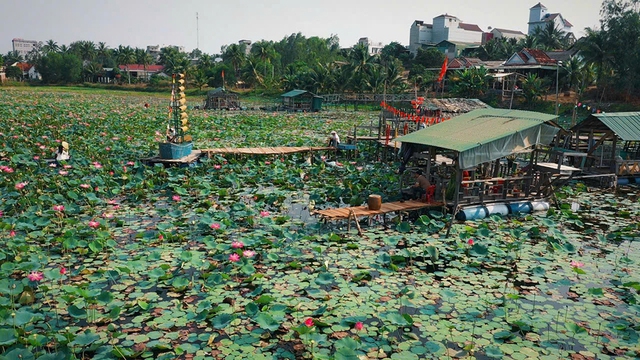 Khởi nghiệp từ sen, doanh thu hơn 1 tỉ đồng/năm- Ảnh 2.