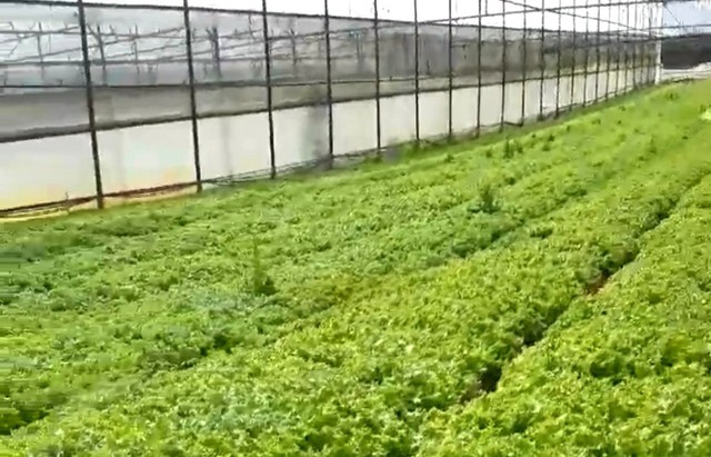 Từ sốt giá đến cày bỏ làm phân xanh: Nghịch lý rau Lâm Đồng chỉ trong một tháng- Ảnh 3. Từ sốt giá đến cày bỏ làm phân xanh: Nghịch lý rau Lâm Đồng chỉ trong một tháng- Ảnh 3.