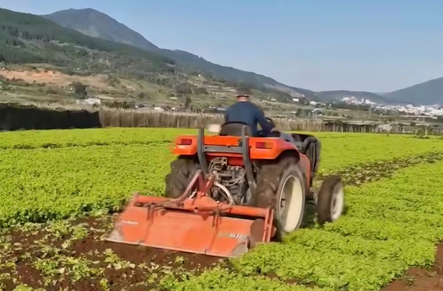 Từ sốt giá đến cày bỏ làm phân xanh: Nghịch lý rau Lâm Đồng chỉ trong một tháng- Ảnh 1. Từ sốt giá đến cày bỏ làm phân xanh: Nghịch lý rau Lâm Đồng chỉ trong một tháng- Ảnh 1.