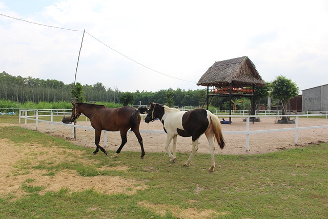 Trang trại ngựa qu&yacute; tr&ecirc;n đất T&acirc;y Ninh- Ảnh 2.