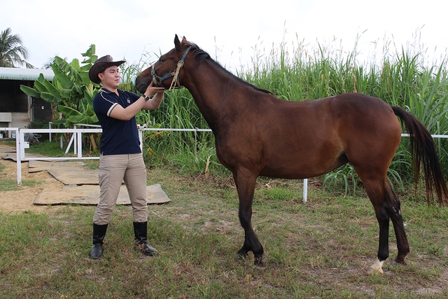 Trang trại ngựa qu&yacute; tr&ecirc;n đất T&acirc;y Ninh- Ảnh 7.