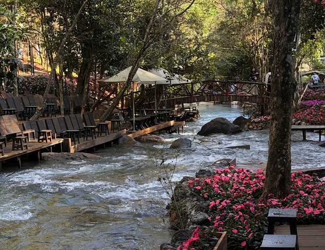 Hấp dẫn… Rừng Mơ- Ảnh 1. Hấp dẫn… Rừng Mơ- Ảnh 1.