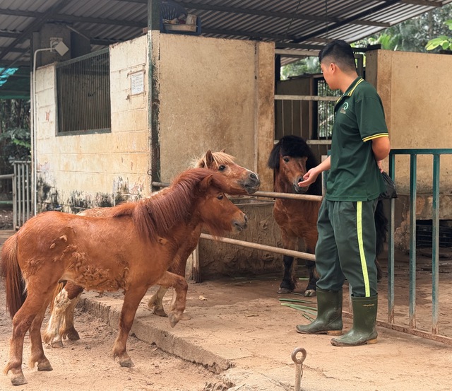 Chuyện gia đ&igrave;nh ngựa ở Thảo Cầm Vi&ecirc;n S&agrave;i G&ograve;n - Ảnh 4.