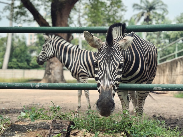 Chuyện gia đ&igrave;nh ngựa ở Thảo Cầm Vi&ecirc;n S&agrave;i G&ograve;n - Ảnh 1.