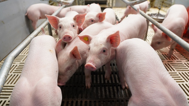 BAF Việt Nam: Cơ hội 'lội ngược d&ograve;ng' sau chu kỳ biến động  của ng&agrave;nh chăn nu&ocirc;i- Ảnh 2.