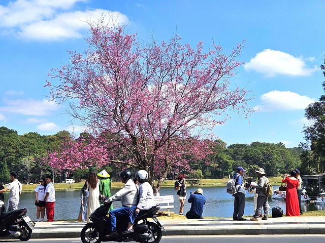 &Acirc;m vang sắc hồng tại Lễ hội hoa mai anh đ&agrave;o 2026 ở Vạn Th&agrave;nh Đ&agrave; Lạt - Ảnh 6.