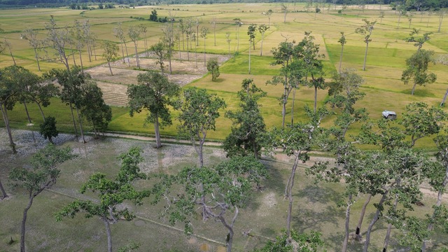 'Cánh đồng châu Âu' ở Tà Lài- Ảnh 3. 'Cánh đồng châu Âu' ở Tà Lài- Ảnh 3.