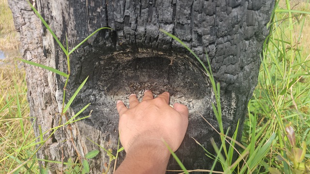 'Cánh đồng châu Âu' ở Tà Lài- Ảnh 4. 'Cánh đồng châu Âu' ở Tà Lài- Ảnh 4.