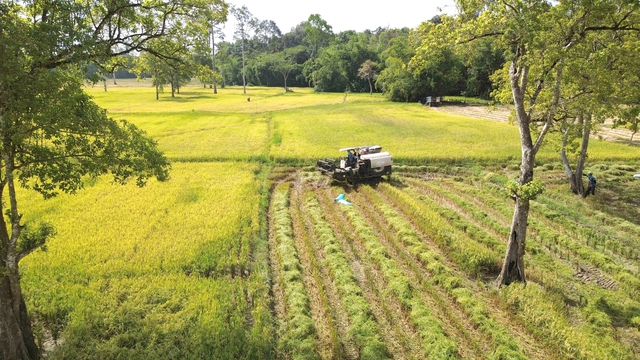 'Cánh đồng châu Âu' ở Tà Lài- Ảnh 1. 'Cánh đồng châu Âu' ở Tà Lài- Ảnh 1.