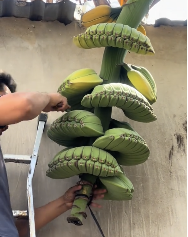 Thu hoạch buồng chuối gây 'sốt', hình dáng đặc biệt, dân mạng thấy giống 'bàn tay Phật'- Ảnh 2. Thu hoạch buồng chuối gây 'sốt', hình dáng đặc biệt, dân mạng thấy giống 'bàn tay Phật'- Ảnh 2.