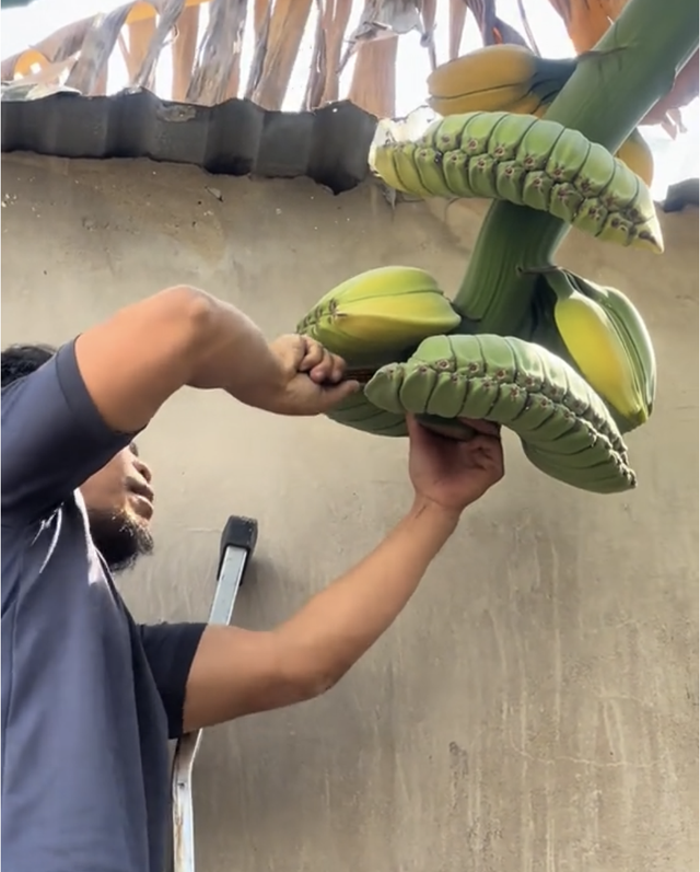 Thu hoạch buồng chuối gây 'sốt', hình dáng đặc biệt, dân mạng thấy giống 'bàn tay Phật'- Ảnh 1. Thu hoạch buồng chuối gây 'sốt', hình dáng đặc biệt, dân mạng thấy giống 'bàn tay Phật'- Ảnh 1.