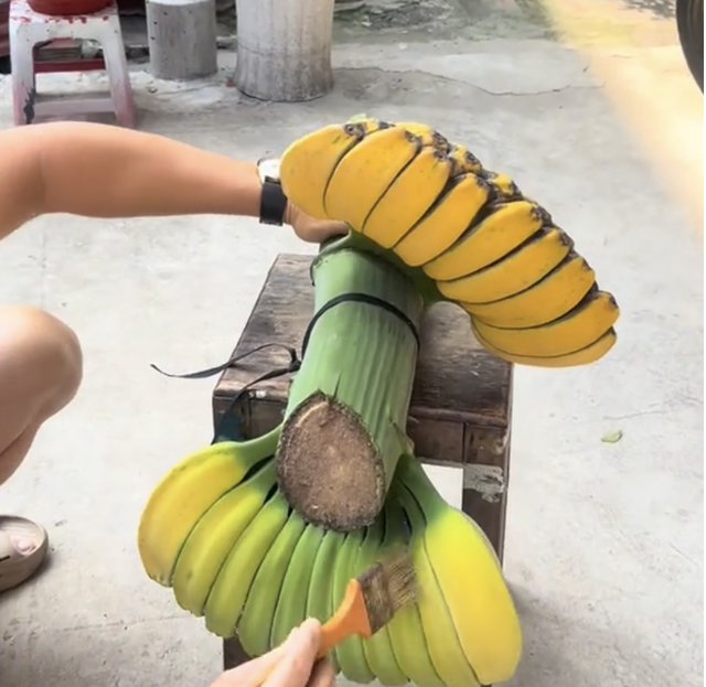 Thu hoạch buồng chuối gây 'sốt', hình dáng đặc biệt, dân mạng thấy giống 'bàn tay Phật'- Ảnh 3. Thu hoạch buồng chuối gây 'sốt', hình dáng đặc biệt, dân mạng thấy giống 'bàn tay Phật'- Ảnh 3.