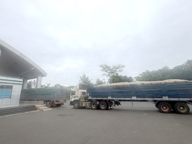 Thực phẩm nhập khẩu gặp khó khăn trong thông quan giữa quy định mới năm 2026 - Ảnh 1. Thực phẩm nhập khẩu gặp khó khăn trong thông quan giữa quy định mới năm 2026 - Ảnh 1.