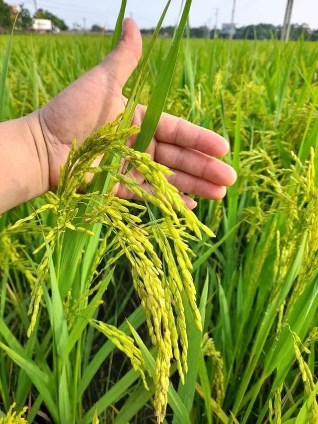 Những giấc mơ xuân - Ảnh 1.