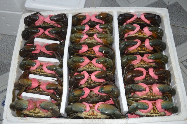 Cua Cà Mau tăng giá 'sốc', có loại 900.000 đồng/kg- Ảnh 1. Cua Cà Mau tăng giá 'sốc', có loại 900.000 đồng/kg- Ảnh 1.