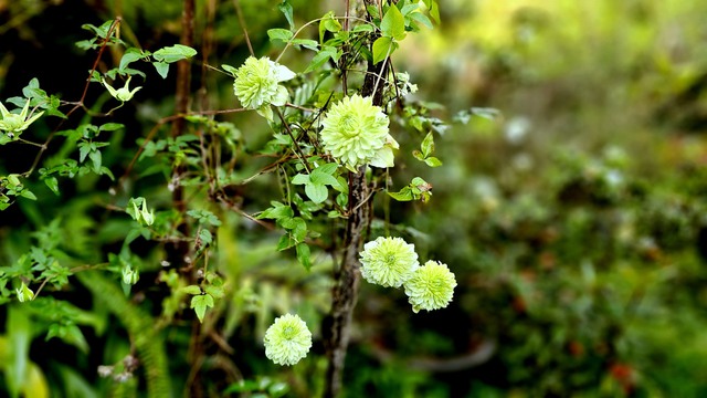 Đ&agrave; Lạt t&igrave;m dấu vườn xưa - Ảnh 2.