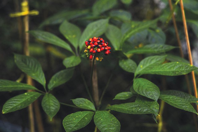 S&acirc;m Ngọc Linh: Khi tinh hoa dược liệu Việt đồng h&agrave;nh c&ugrave;ng nhịp sống hiện đại- Ảnh 1.