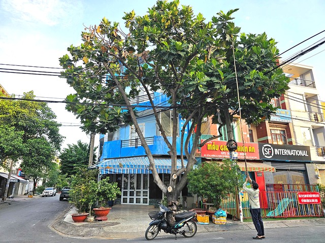 Chuyện mưu sinh của người đàn ông hái sa kê: 'Nguyện vọng thấy con trưởng thành' - Ảnh 1.