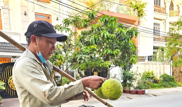 Chuyện mưu sinh của người đàn ông hái sa kê: 'Nguyện vọng thấy con trưởng thành' - Ảnh 2.