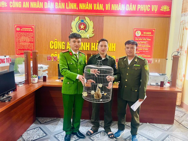 Cu li nhỏ nguy cấp, quý hiếm bất ngờ xuất hiện trong vườn keo của người dân - Ảnh 3.