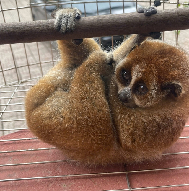 Cu li nhỏ nguy cấp, quý hiếm bất ngờ xuất hiện trong vườn keo của người dân - Ảnh 1.