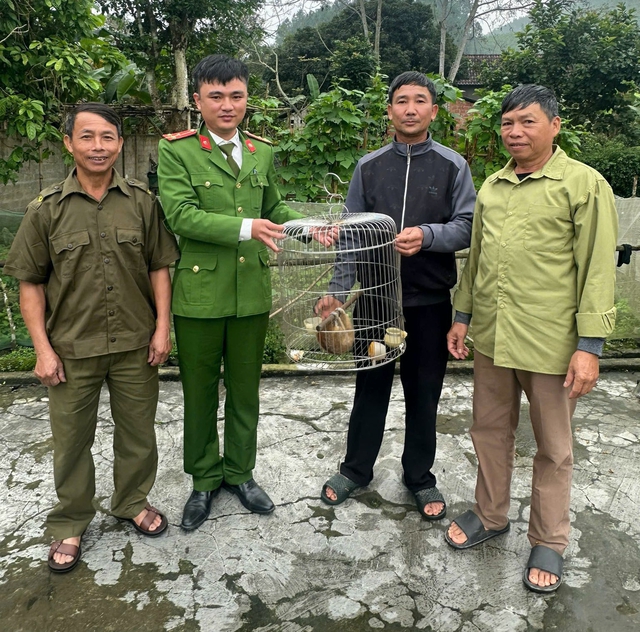 Cu li nhỏ nguy cấp, quý hiếm bất ngờ xuất hiện trong vườn keo của người dân - Ảnh 2.