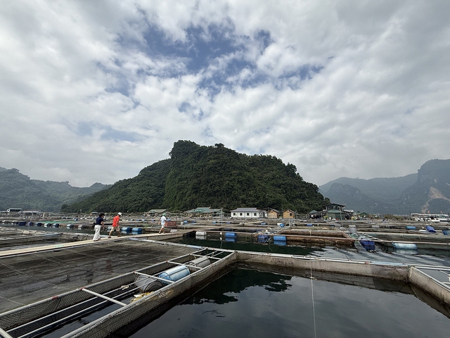 Về xứ Mường: 'Quái ngư' sông Đà trong cỗ lá Mường - Ảnh 5.