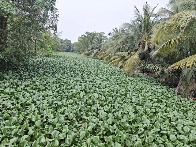 Kênh rạch tắc nghẽn vì rác và cỏ dại - Ảnh 2.