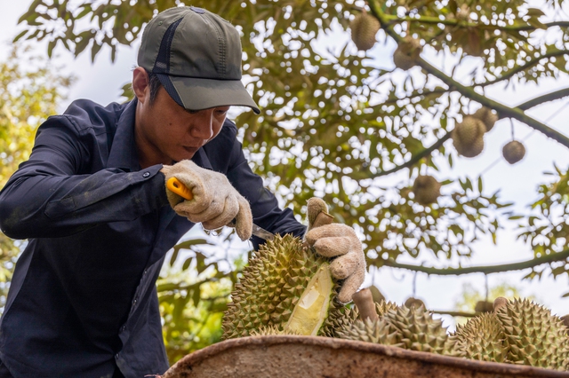 Sầu riêng Việt Nam sắp vượt Thái Lan ở thị trường Trung Quốc?- Ảnh 1.