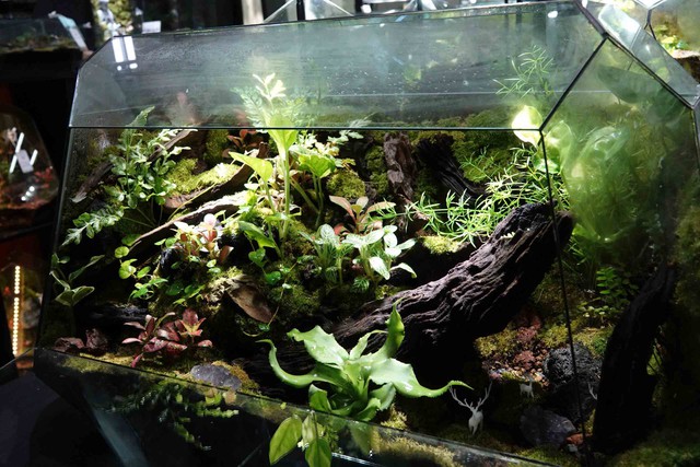 Bác sĩ Đỗ Lê Thiên Hà và chuỗi terrarium lớn nhất Cần Thơ cho giới trẻ - Ảnh 5. Bác sĩ Đỗ Lê Thiên Hà và chuỗi terrarium lớn nhất Cần Thơ cho giới trẻ - Ảnh 5.