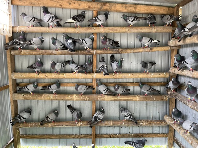 Vì sao bồ câu có thể đưa thư: Bí mật của 'vận động viên marathon bầu trời'- Ảnh 2. Vì sao bồ câu có thể đưa thư: Bí mật của 'vận động viên marathon bầu trời'- Ảnh 2.