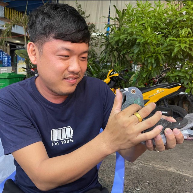 Vì sao bồ câu có thể đưa thư: Bí mật của 'vận động viên marathon bầu trời'- Ảnh 1. Vì sao bồ câu có thể đưa thư: Bí mật của 'vận động viên marathon bầu trời'- Ảnh 1.